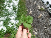 Wildkräuterwochenende Heiligkreuz